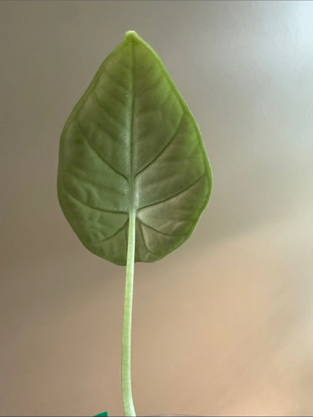 Alocasia Melo